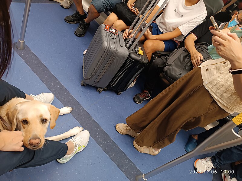 File:HK MTR traffic 導盲犬 Guide dog short hair brown November 2023 R12S 17.jpg