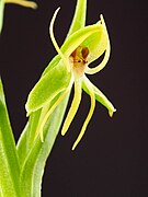 Habenaria repens