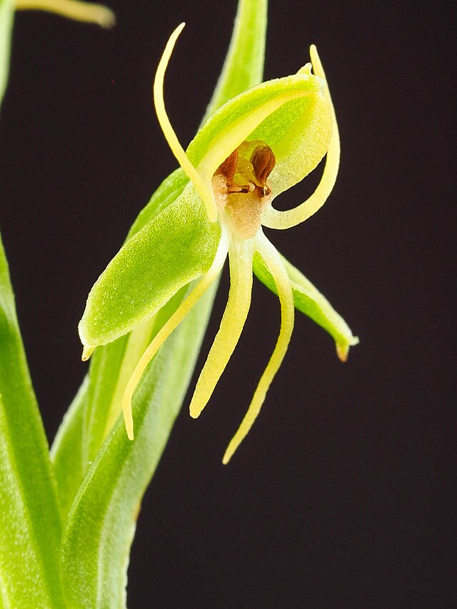 Habenaria repens – Wikipedia tiếng Việt