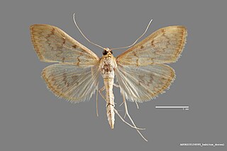 <i>Hahncappsia mellinialis</i> Species of moth