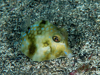 <i>Tetrosomus concatenatus</i> Species of fish