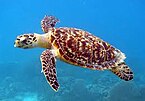 kritično ogrožena morska želva
