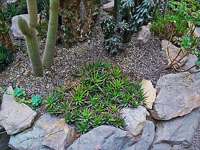 Haworthia radula Habitus