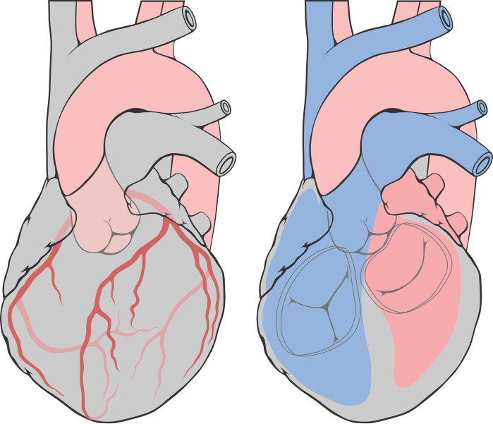File:Heart left anterior oblique diagrams.svg