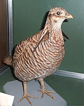 Stuffed female specimen at Boston Museum of Science Heath Hen, Boston.jpg