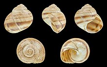 Helix figulina shell