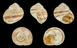 <i>Helix figulina</i> Species of gastropod