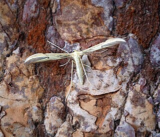 <i>Hellinsia carphodactyla</i> Species of plume moth