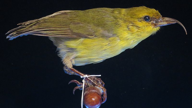 File:Hemingnathus wilsoni, Bishop Museum, Honolulu.JPG