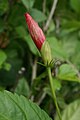 Flower bud of Hibiscus rosa-sinensis