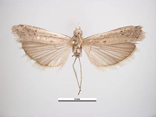 <i>Homoeosoma electellum</i> Species of moth