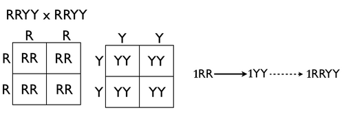 Homozygous cross tree method.png