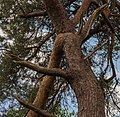 * Nomination Walk through The Strubben-Kniphorstbos. Detail Pinus sylvestris. --Famberhorst 18:11, 26 June 2017 (UTC) * Promotion Struggling with highlights here... There are some artifacts on the branches. Weak  Support. However, the form of the stem is nice. --Basotxerri 18:14, 26 June 2017 (UTC) Thank you for your comment. You are right. The sun was wrong but I wanted to make the picture of the shape of the branch.--Famberhorst 18:25, 26 June 2017 (UTC)