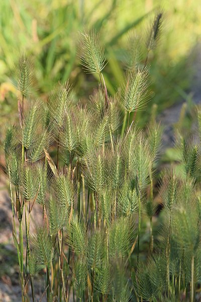 File:Hordeum marinum kz01.jpg