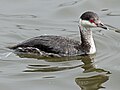 Podiceps auritus