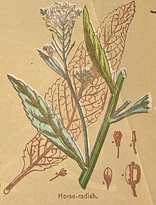 Horseradish, from The Book of Health, 1898, by Henry Munson Lyman Horse-radish plate no 6 bv73c1191 bk128b698 crop.jpg