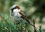 Perkotaan sparrow, coklat dan putih, bertengger di ujung conifer cabang.