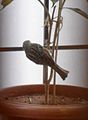 House Sparrow (Passer domesticus), Nizampet 02.jpg