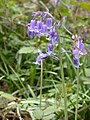 Français : Hyacinthoides non-scripta Bois de Barbillon à Verdilly (Aisne), France