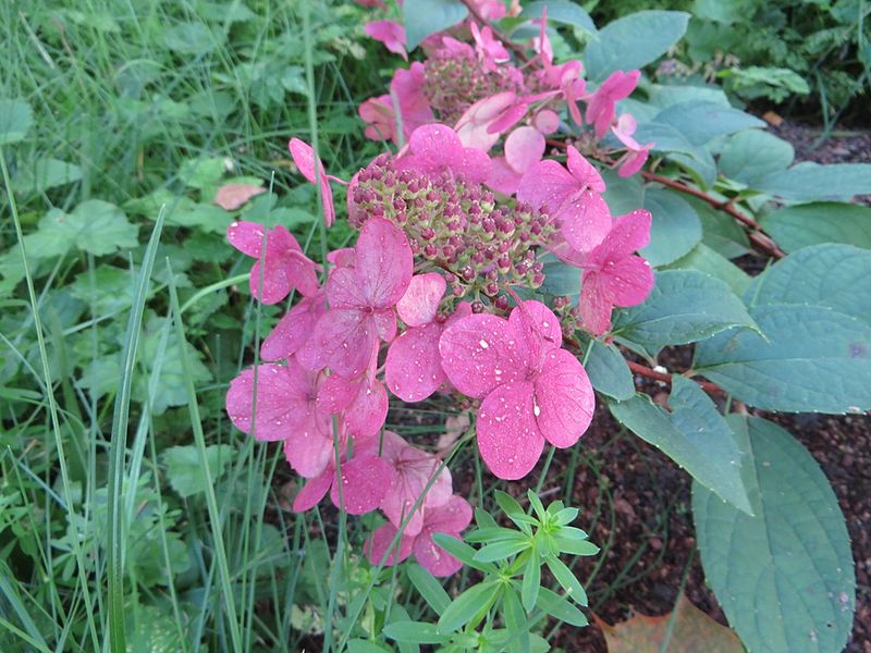 File:Hydrangea paniculata 'Wim`s Red' 01.JPG