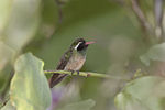 Miniatura para Hylocharis xantusii