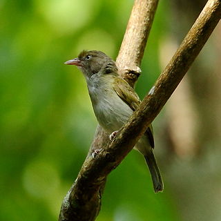 <span class="mw-page-title-main">Grey-chested greenlet</span> Species of bird