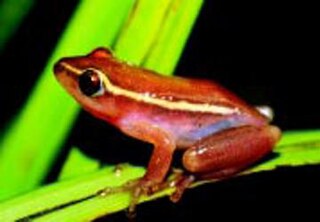 <span class="mw-page-title-main">Pickersgill's reed frog</span> Species of amphibian in the family Hyperoliidae endemic to South Africa