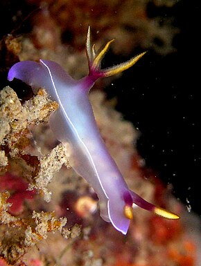 Descripción de la imagen Hypselodoris bullocki.jpg.