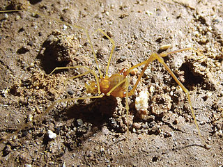 <i>Iandumoema</i> Genus of harvestmen/daddy longlegs