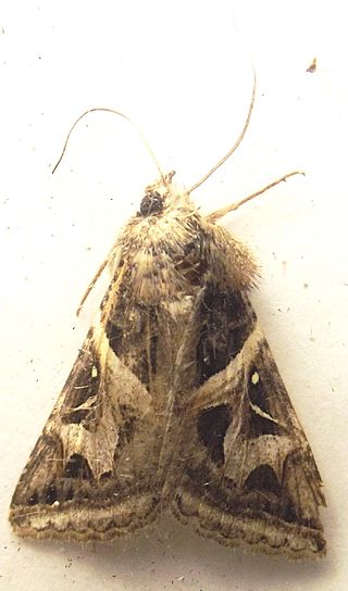 <i>Ianius</i> Genus of moths