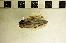 A fossil tooth of an Iberosuchus. Ibersuchus Tooth.jpg