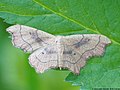 Idaea emarginata (Linnaeus, 1758)