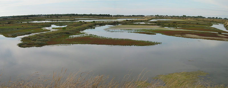 File:Ile de Ré Sarretière des Ains.jpg