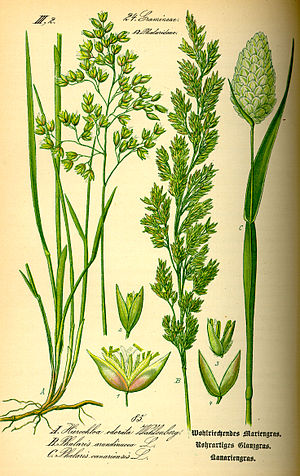 Illustration Phalaris canariensis0.jpg