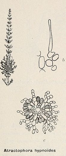 Bilde fra side 434 av "Album général des diatomées marines, d'eau douce ou fossiles - album représentant tous les genres de diatomées et leurs principales espèces" ((190-?)) (17765151990) .jpg