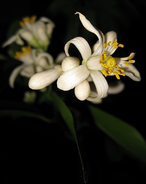 Datei:Improved Meyer Lemon Early Flower.jpg