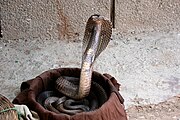 Forest cobra - Wikipedia