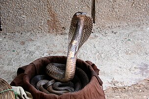 Kobra India di keranjang pawang ular