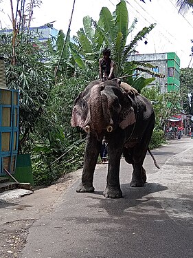 Indian elephant in Cumilla