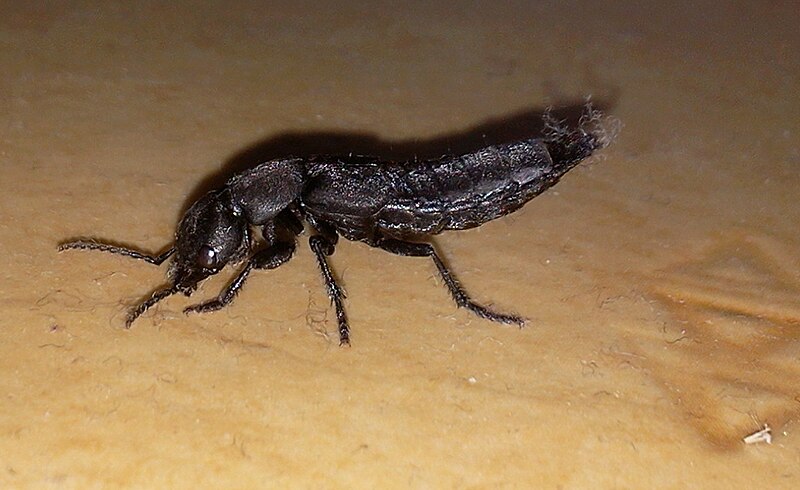 File:Insecte bizarre, vue de profil 02.jpg