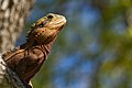 * Nomination Australian Water Dragon in a tree at Roma Street Parkland, Brisbane, QLD --Bald white guy 03:56, 18 August 2019 (UTC) * Promotion  Support Good quality. --Manfred Kuzel 05:52, 18 August 2019 (UTC)