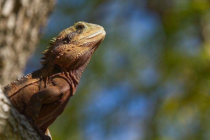 File:Intellagama Lesueurii andrewmercer img31357.jpg