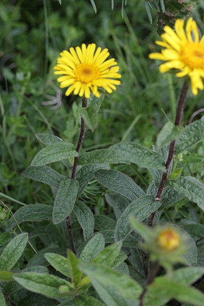 File:Inula hirta (27705557385).jpg