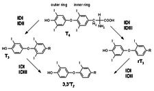 Koloběh proměn tyroxinu, trijodtyroninu a tyreoglobulinu