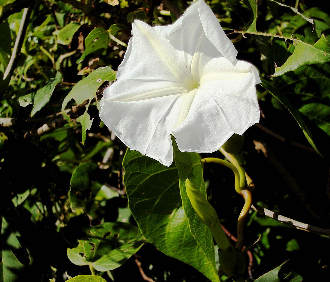 Ipomoea violacea