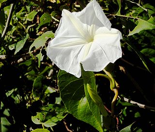 <i>Ipomoea violacea</i> Species of flowering plant