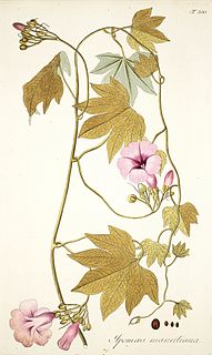 <i>Ipomoea mauritiana</i> Species of flowering plant