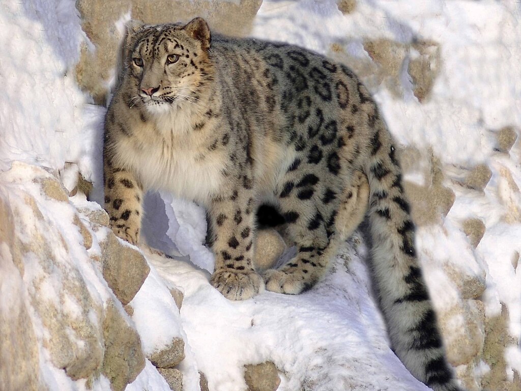 Snow leopard endangered species from Afghanistan