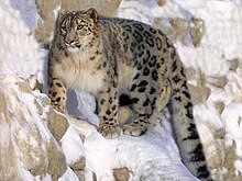 Snow Leopard (Leopard skin) Concept