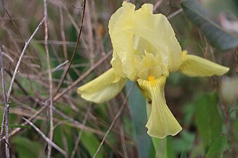 Iris lutescens (Iris des garrigues)